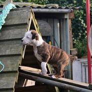 Staffordshire bull terrier Chika