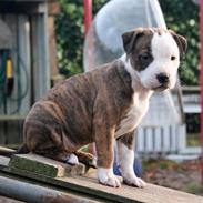 Staffordshire bull terrier Chika