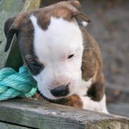 Staffordshire bull terrier Chika