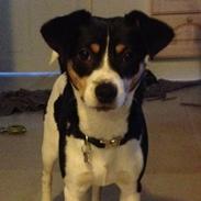 Dansk svensk gaardhund Vaks