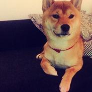 Shiba Kuma