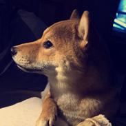 Shiba Kuma