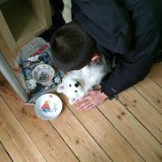 Blanding af racer Caspian