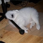 Blanding af racer Caspian