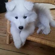 Blanding af racer Caspian