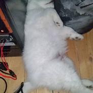 Blanding af racer Caspian