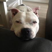 Staffordshire bull terrier Buddha