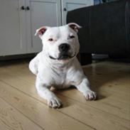 Staffordshire bull terrier Buddha