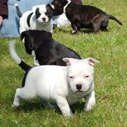 Staffordshire bull terrier Buddha