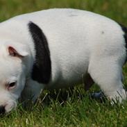 Staffordshire bull terrier Buddha