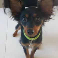 Russisk toy terrier Nero