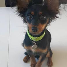 Russisk toy terrier Nero