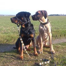 Grand danois Compareo's Goodman