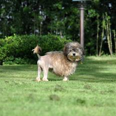 Løwchen Felix *Lions of Denmark Gipsy in gold*