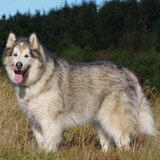 Alaskan malamute Ricky