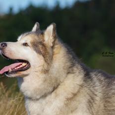 Alaskan malamute Ricky