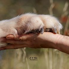Alaskan malamute Ricky