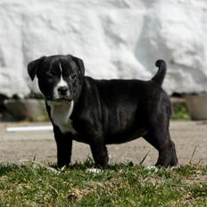 Staffordshire bull terrier Nova
