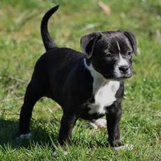 Staffordshire bull terrier Nova