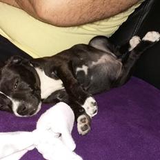 Staffordshire bull terrier Nova