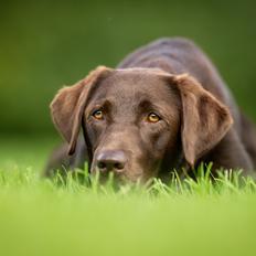 Labrador retriever Fella AKA Floppen