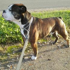 Olde english bulldogge GroovyBulls Pim G (Gunnar)