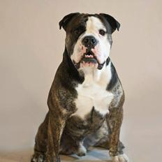 Olde english bulldogge GroovyBulls Pim G (Gunnar)