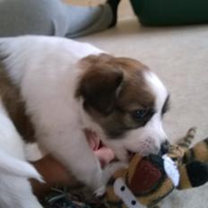 Kromfohrländer Ashia von der Kapuzineraue