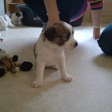 Kromfohrländer Ashia von der Kapuzineraue