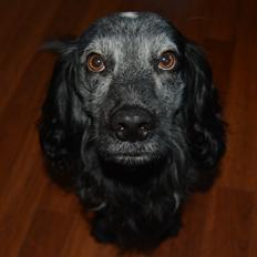 Cocker spaniel Fazer