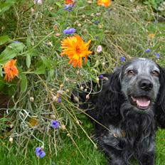 Cocker spaniel Fazer