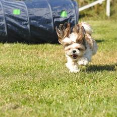 Shih tzu Aiyo