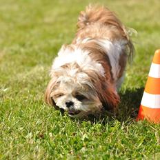 Shih tzu Aiyo
