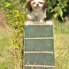 Shih tzu Aiyo