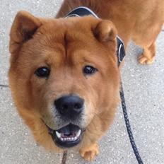 Chow chow Buller
