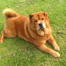 Chow chow Buller