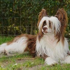 Chinese crested powder puff Fido