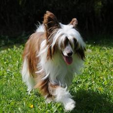 Chinese crested powder puff Fido