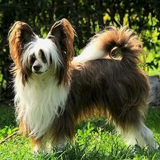 Chinese crested powder puff Fido