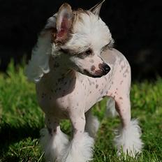 Chinese crested hårløs Ulfhild