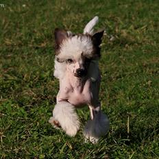 Chinese crested hårløs Ulfhild