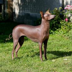 Peruviansk hårløs Barbie