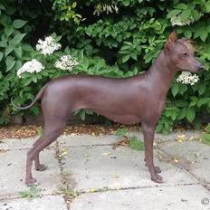 Peruviansk hårløs Barbie