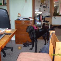 Labrador retriever Basse