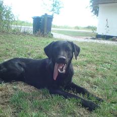 Labrador retriever Basse