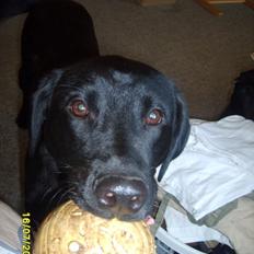 Labrador retriever Basse