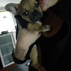 Fransk bulldog Wiufgaards Enzo