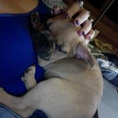 Fransk bulldog Wiufgaards Enzo