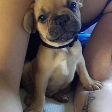 Fransk bulldog Wiufgaards Enzo