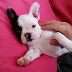 Fransk bulldog Molly